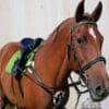 Pink Equine Sport 5 Point Martingale on Horse