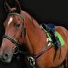 Sport Interchange 5 Point Horse Martingale Breastplate Kiwi Green on Horse