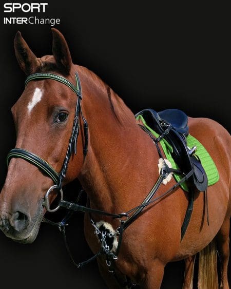 Sport Interchange 5 Point Horse Martingale Breastplate Kiwi Green on Horse