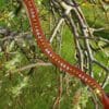 Tan Leather Bling Browband for Horses, designed with Topaz and Silk Swarovski Crystals