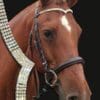 Diamond V Shaped Dressage Bridle on Horse