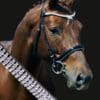 Diamond wave Shaped Dressage Bridle on Horse