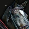 Sport Interchange ergonomic bridle