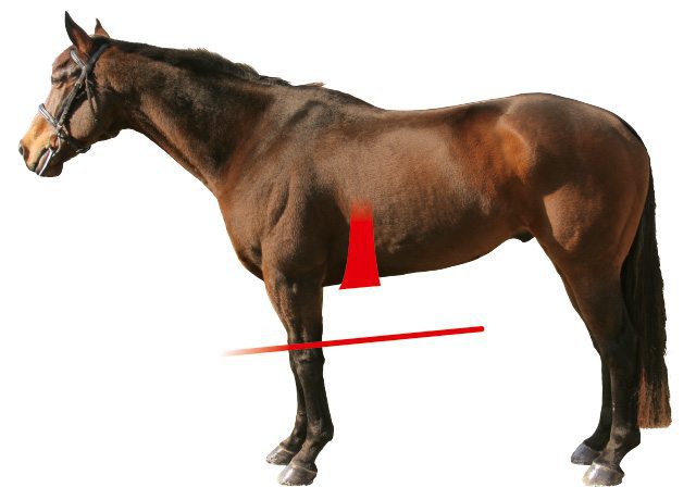 Horse Shape for Athletico Girth