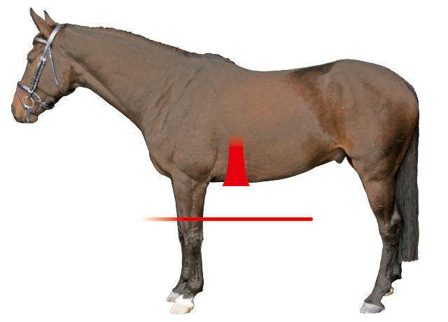 Horse Shape for Anatomic Girth