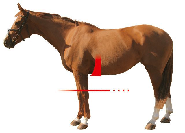 Horse Shape for Asymmetric Girth