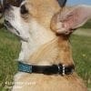 4 Liner Mini Crystal Dog Collar Aquamarine