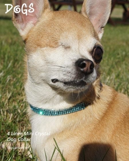 4 Liner Mini Crystal Dog Collar Aquamarine