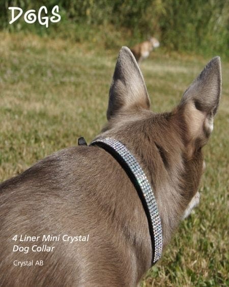 4 Liner Mini Crystal Dog Collar Crystal AB