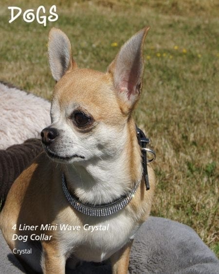 4 liner mini wave diamond encrusted dog collar