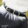 Crystal buckle and keeper on dog collar