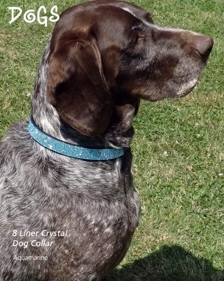 Dog wearing 8 Liner Aquamarine Diamond encrusted collar