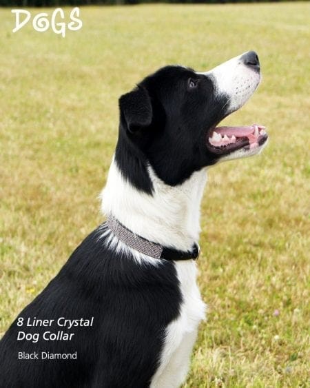 Dog wearing 8 Liner Black Diamond Collar