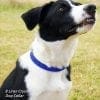 Dog wearing 8 liner Sapphire Diamond Collar