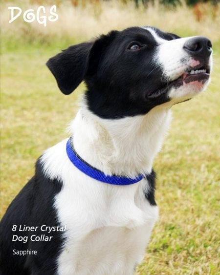 Dog wearing 8 liner Sapphire Diamond Collar