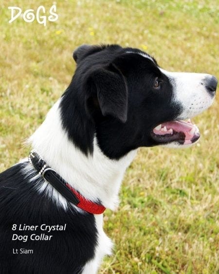 Dog wearing 8 liner Siam Diamond Collar