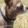 dog wearing diamond crystal padded collar