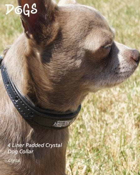 dog wearing diamond crystal padded collar