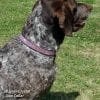 Dog wearing eight liner Rose coloured diamond collar