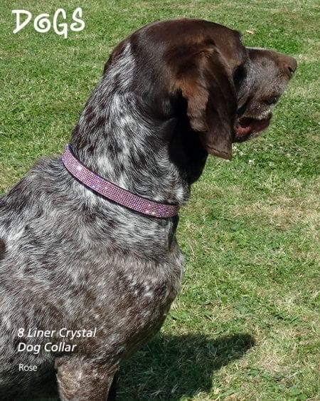 Dog wearing eight liner Rose coloured diamond collar