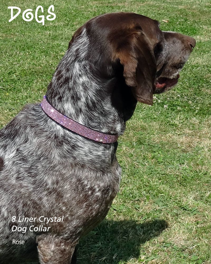 Diamond collar dog best sale grooming