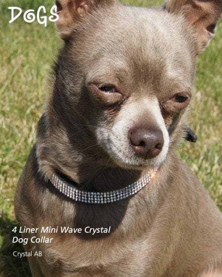 Dog wearing four liner Mini Crystal Collar