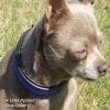 dog wearing sapphire crystal padded dog collar