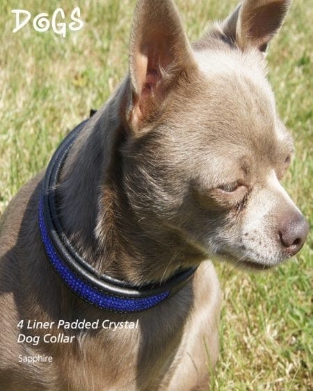 dog wearing sapphire crystal padded dog collar