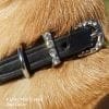 mini wave dog collar buckle and keeper