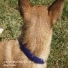 Mini wave dog collar set with Sapphire Stones