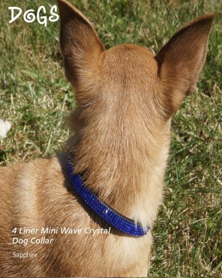 Mini wave dog collar set with Sapphire Stones