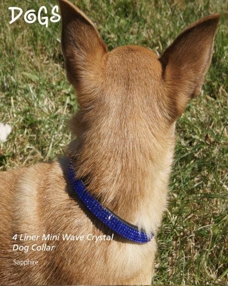 Mini wave dog collar set with Sapphire Stones