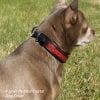 Padded Siam diamond crystal dog collar