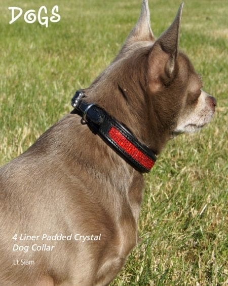 Padded Siam diamond crystal dog collar