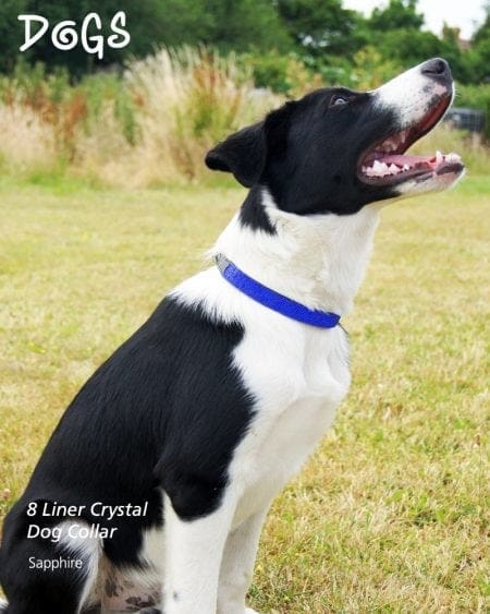 Sitting dog wearing 8 liner Sapphire Diamond encrusted collar