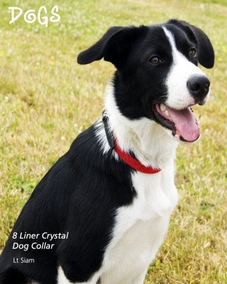 Sitting Dog wearing 8 Liner Siam Diamond Collar