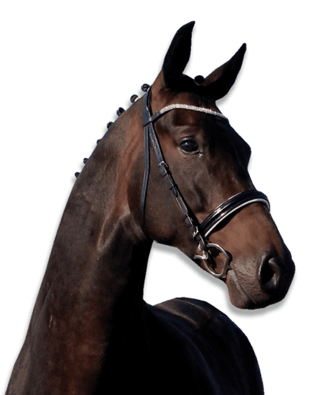 Diamond Wave Browband