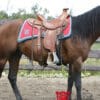 Mattes Cotton Western Girth on Brown Horse