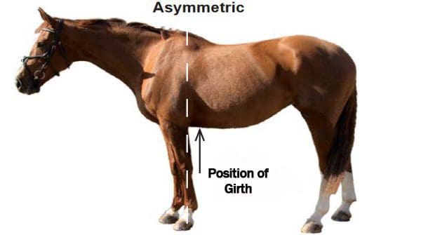Asymmetric Shaped horse