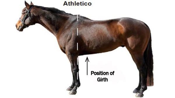 Athletico shaped horse