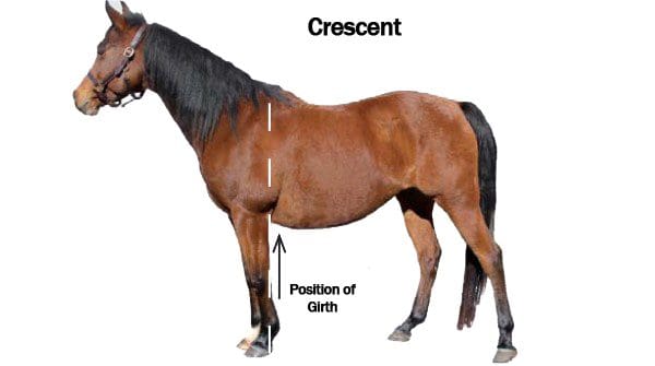 Crescent Shaped Horse