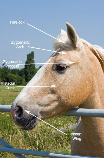 fitting a bridle side view of horses face