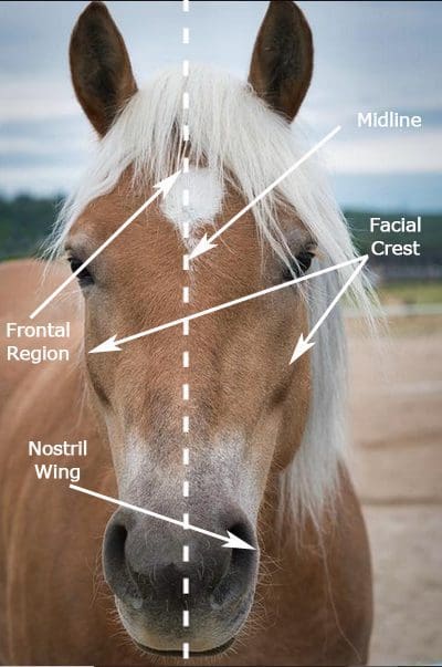 Front view of a horses face