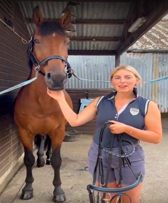 Horse wearing a headcollar and cross ties