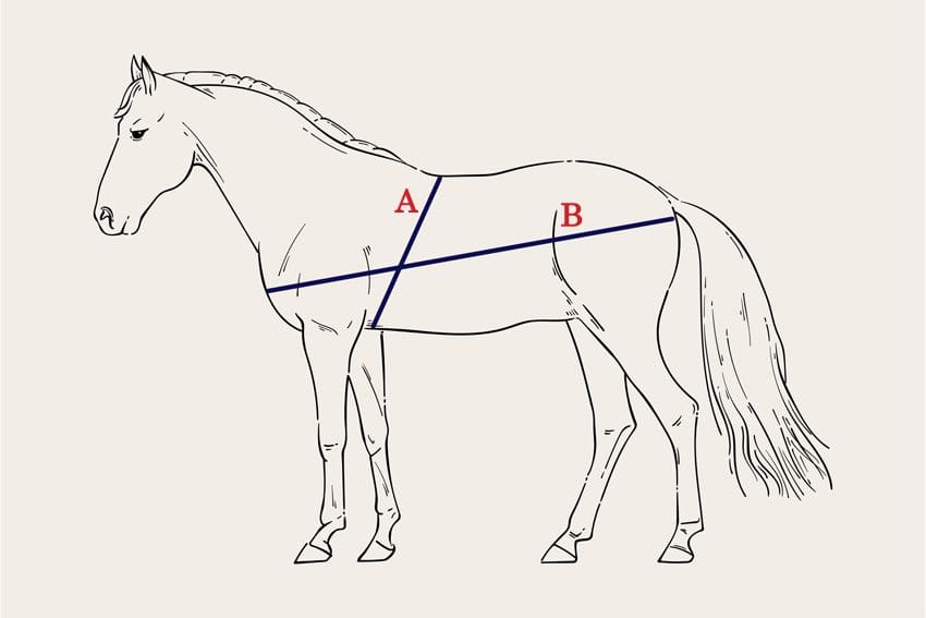 How to weigh a horse