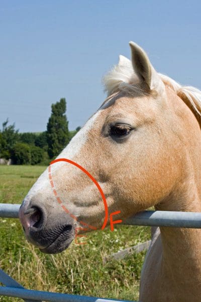 The Noseband Measurement Front on