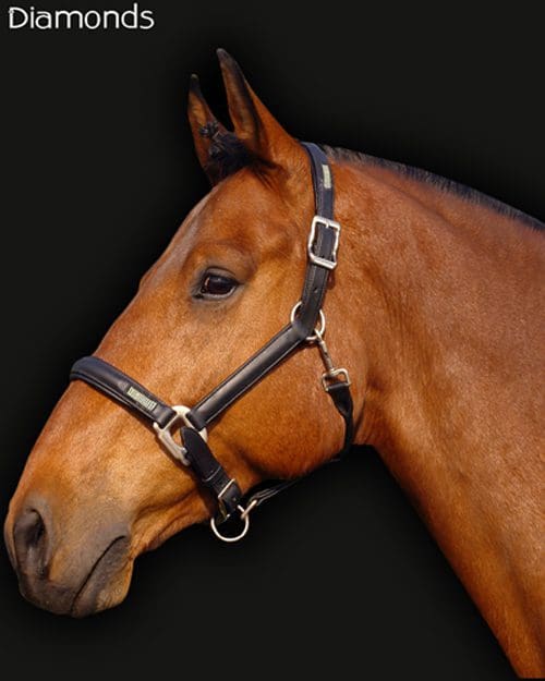 Headcollar as a horse bridle guide