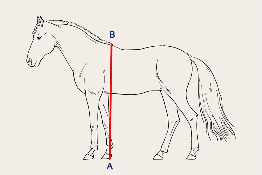 How To Measure A Horse s Height Weight In 3 Easy Ways