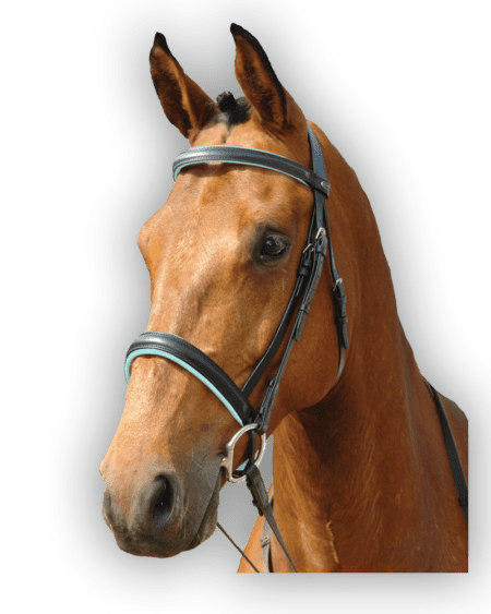 Bridle Black with Mint Green Padding