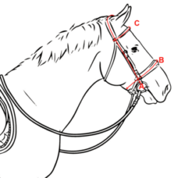 Horse Bridle Sizes Chart, Bridle size guide